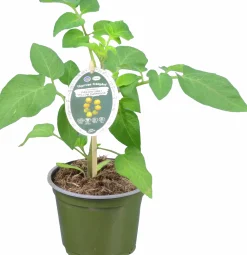Tomat KRAV 12cm