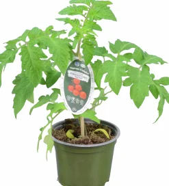 Tomat KRAV 12cm
