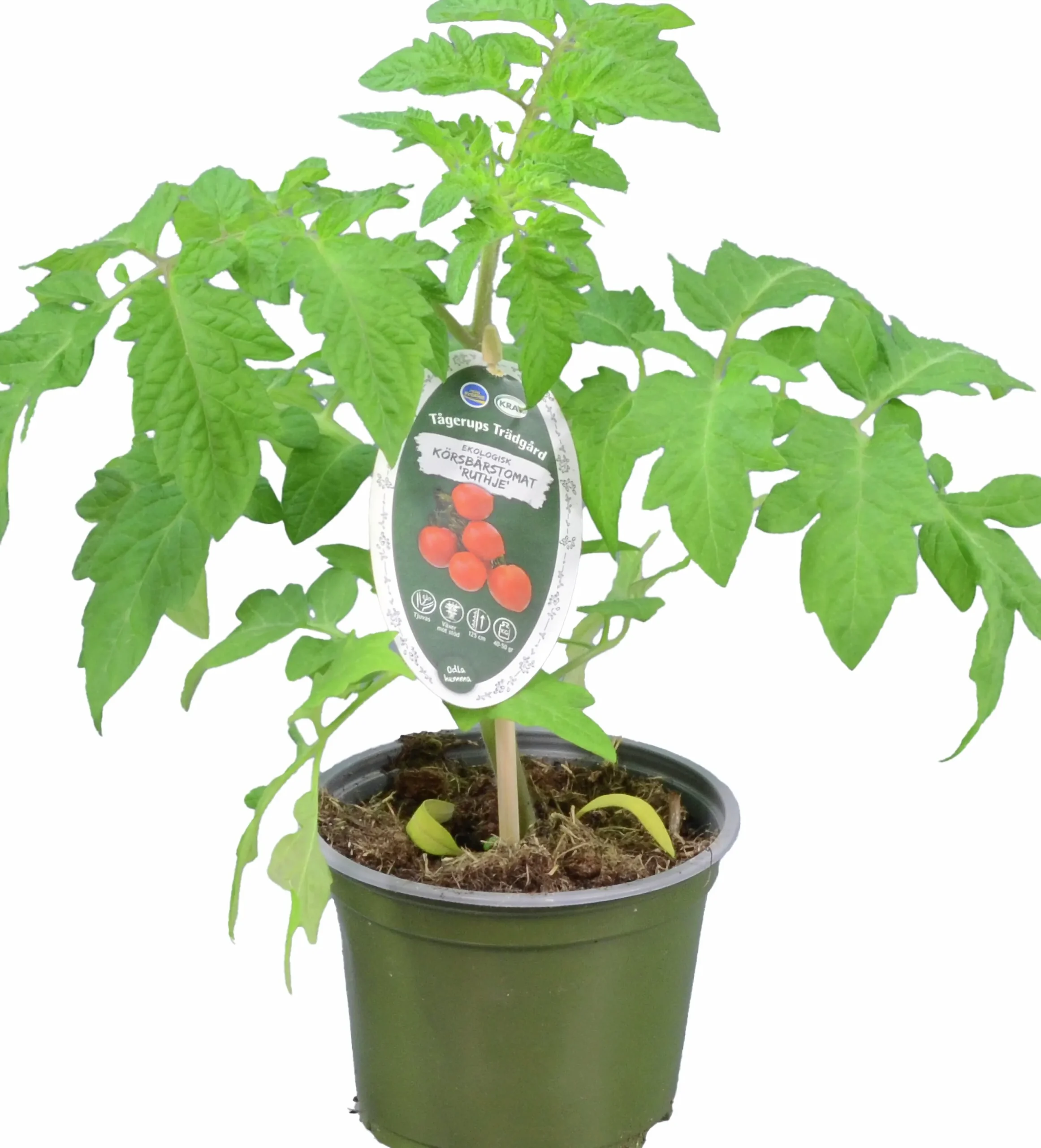 Tomat KRAV 12cm