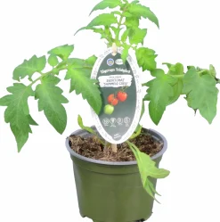 Tomat KRAV 12cm