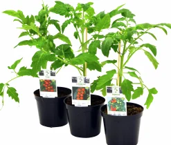 Tomat lat. Solanum lycopersicum Mix