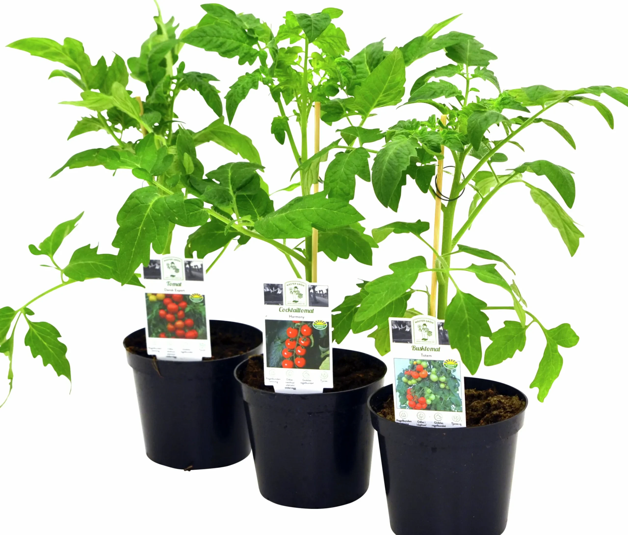 Tomat lat. Solanum lycopersicum Mix
