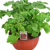 Tomat lat. Solanum lycopersicum 'Florida Petite'