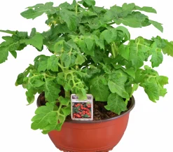 Tomat lat. Solanum lycopersicum 'Florida Petite'