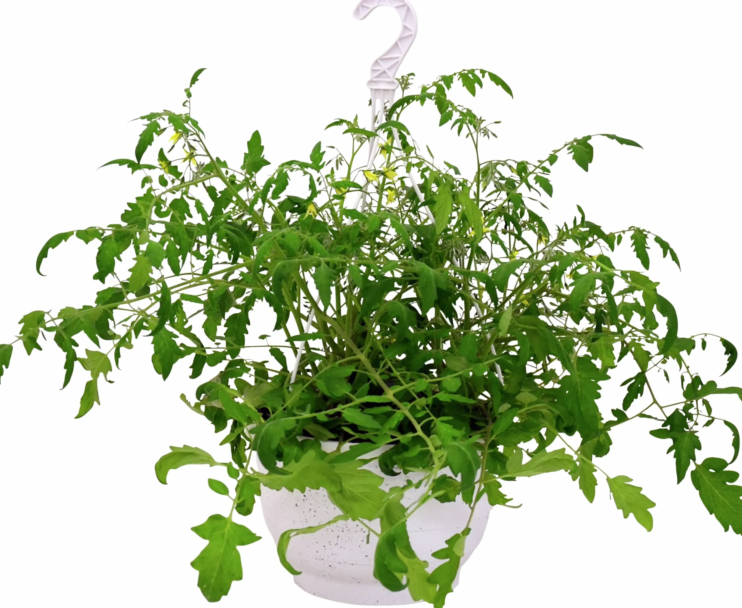 Tomat lat. Solanum var. Cerasiforme Ampel