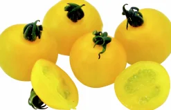 Tomatplantor Sortmix