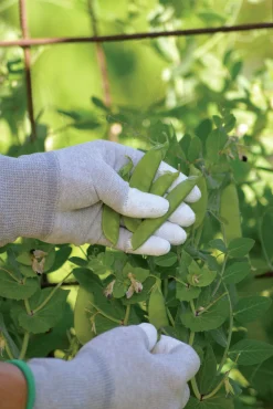 Trädgårdshandskar Nelson Garden Tip Grå