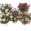 Trädgårdsnejlika lat. Dianthus caryophyllus