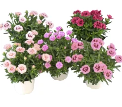 Trädgårdsnejlika lat. Dianthus caryophyllus