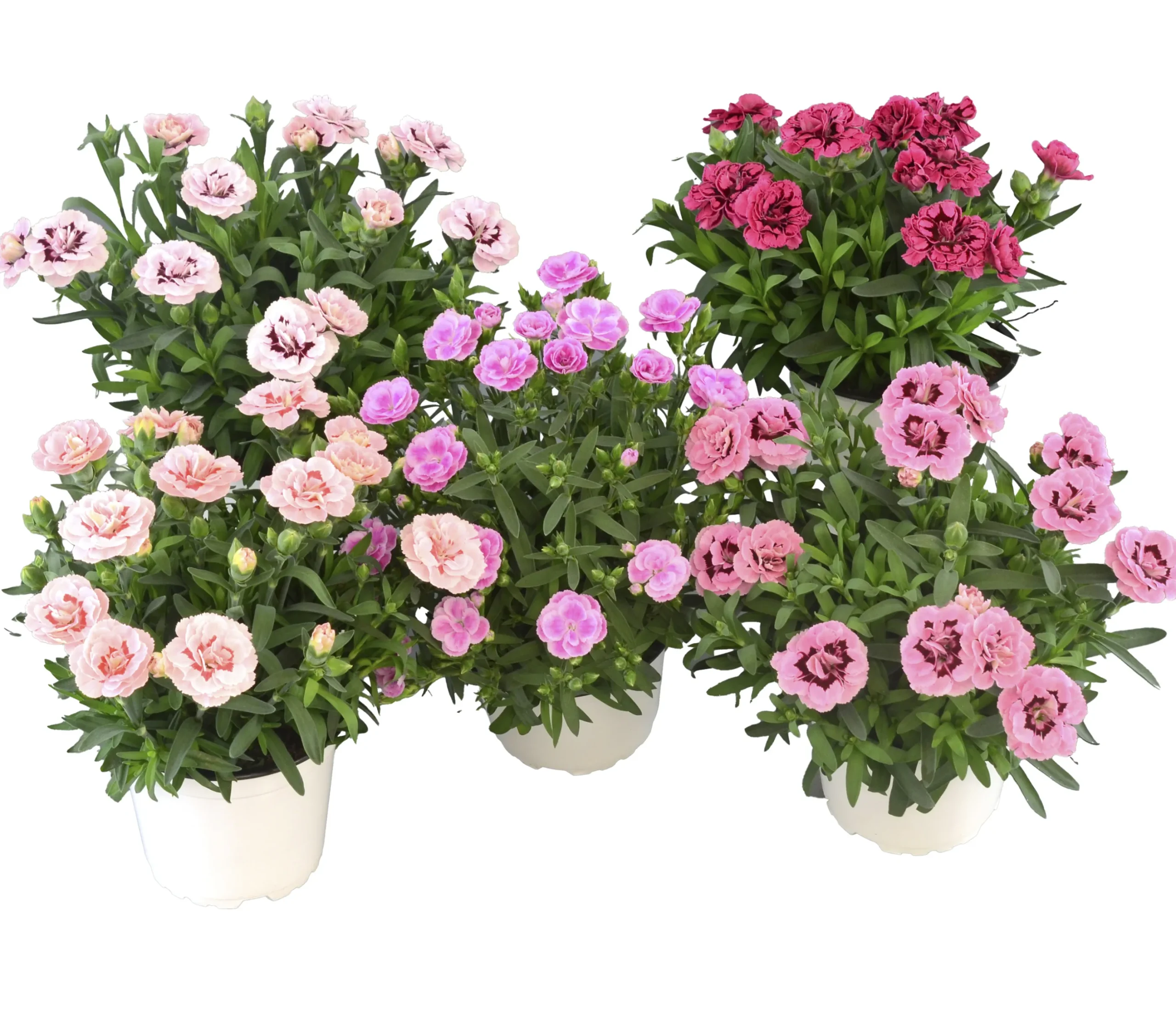 Trädgårdsnejlika lat. Dianthus caryophyllus