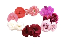 Trädgårdsnejlika lat. Dianthus caryophyllus