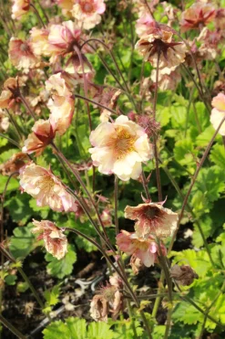 Trädgårdsnejlikerot 'Pretticoats Peach'