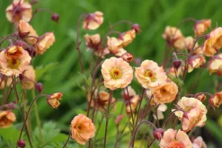Trädgårdsnejlikerot 'Pretticoats Peach'