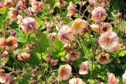 Trädgårdsnejlikerot 'Pretticoats Peach'