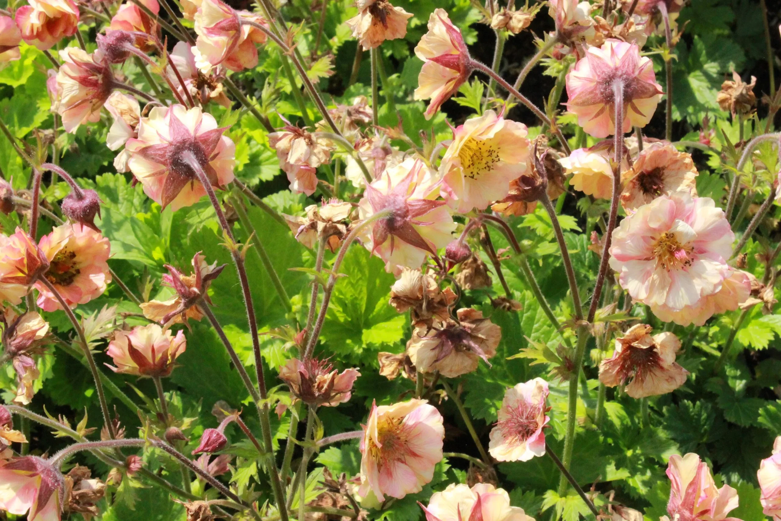 Trädgårdsnejlikerot 'Pretticoats Peach'