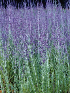 Trädgårdsperovskia 'Blue Spire' Krukodlad