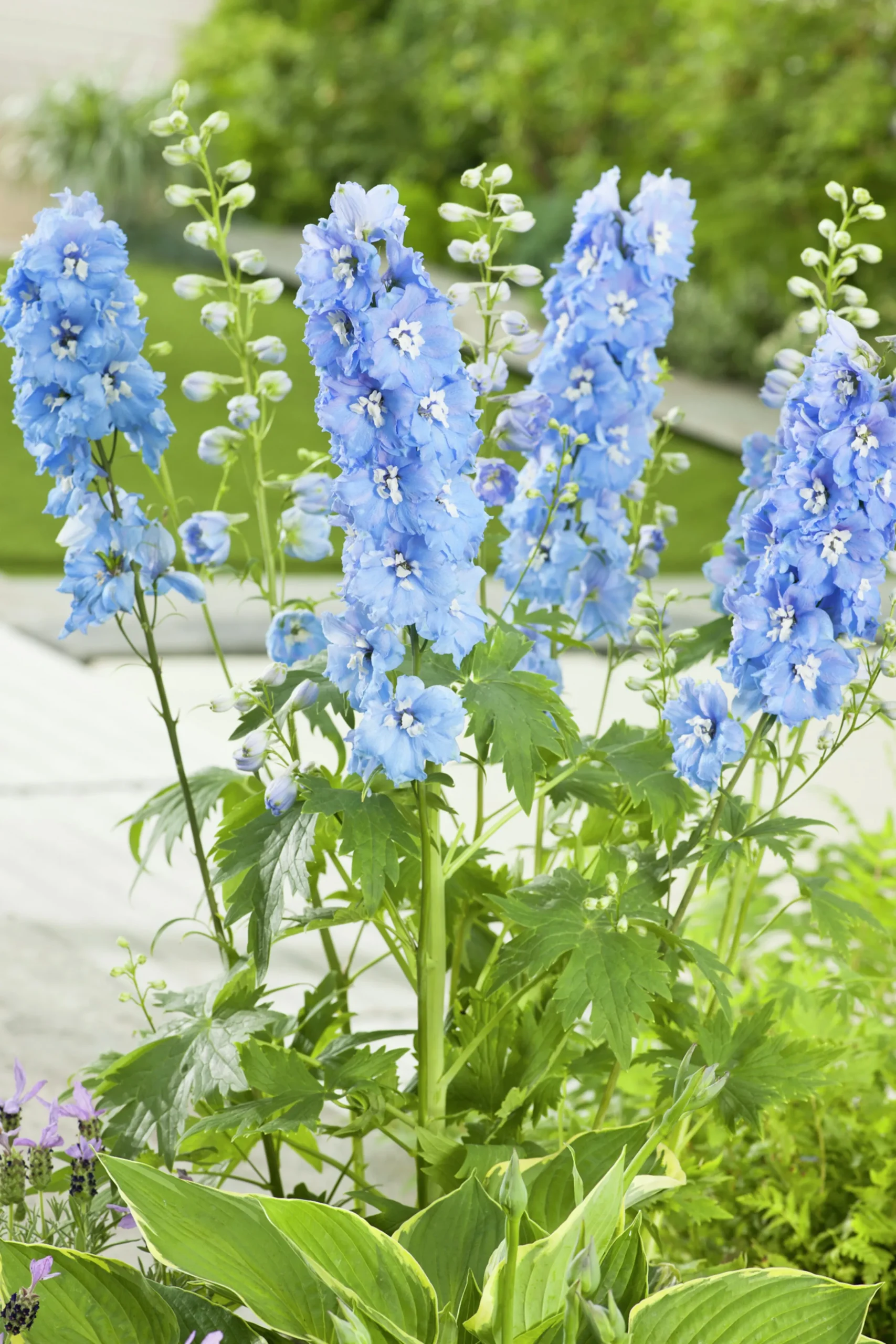 Trädgårdsriddarsporre 'Blue Bird'