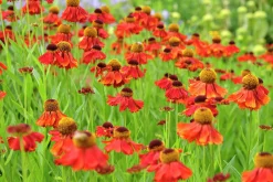Trädgårdssolbrud 'Moderheim Beauty'