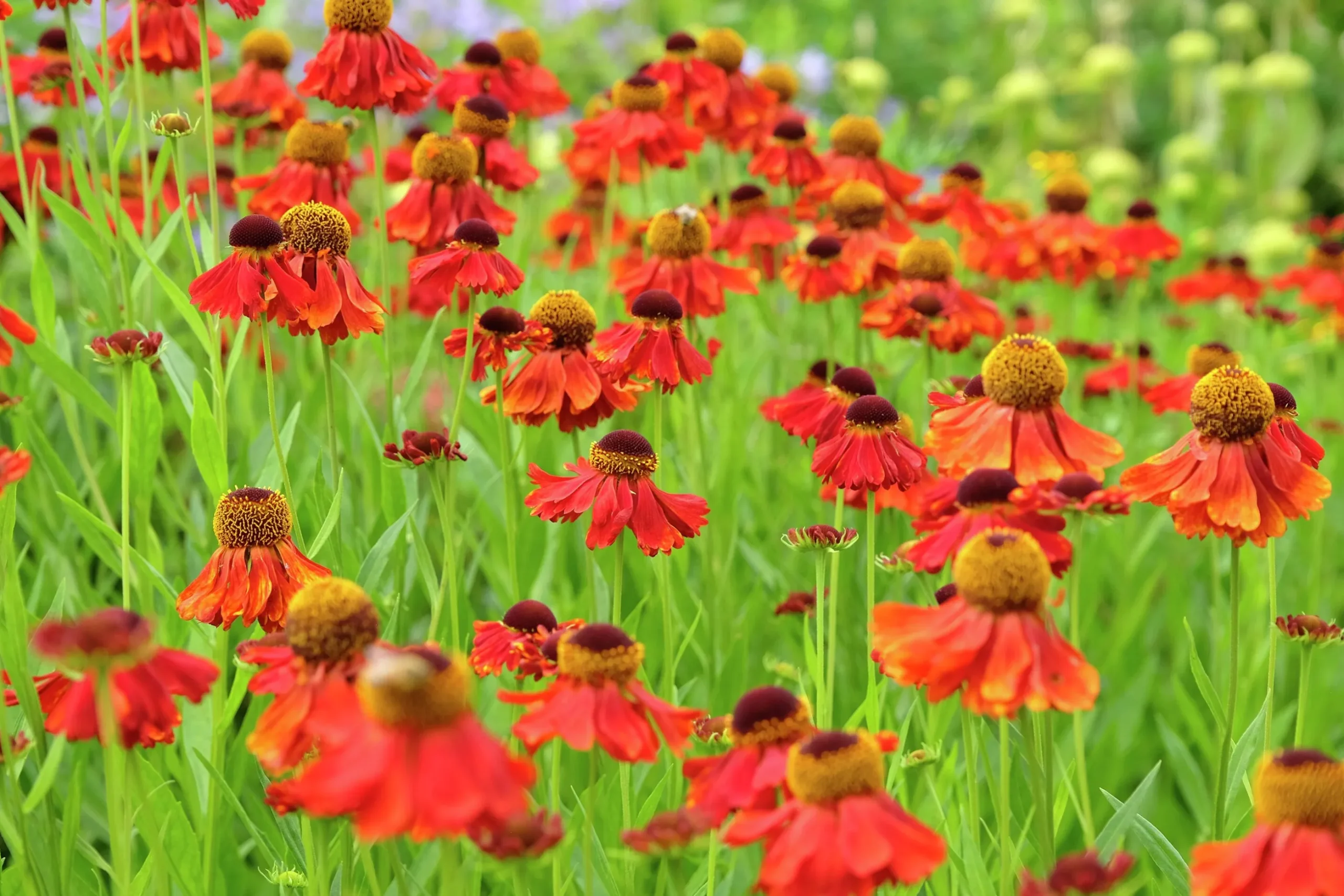 Trädgårdssolbrud 'Moderheim Beauty'