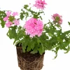 Trädgårdsverbena Pelta lat. Glandularia x hybrida