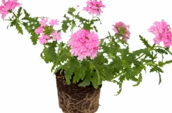 Trädgårdsverbena Pelta lat. Glandularia x hybrida