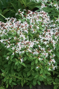 Trebladsspira 'Gillenia' 2L