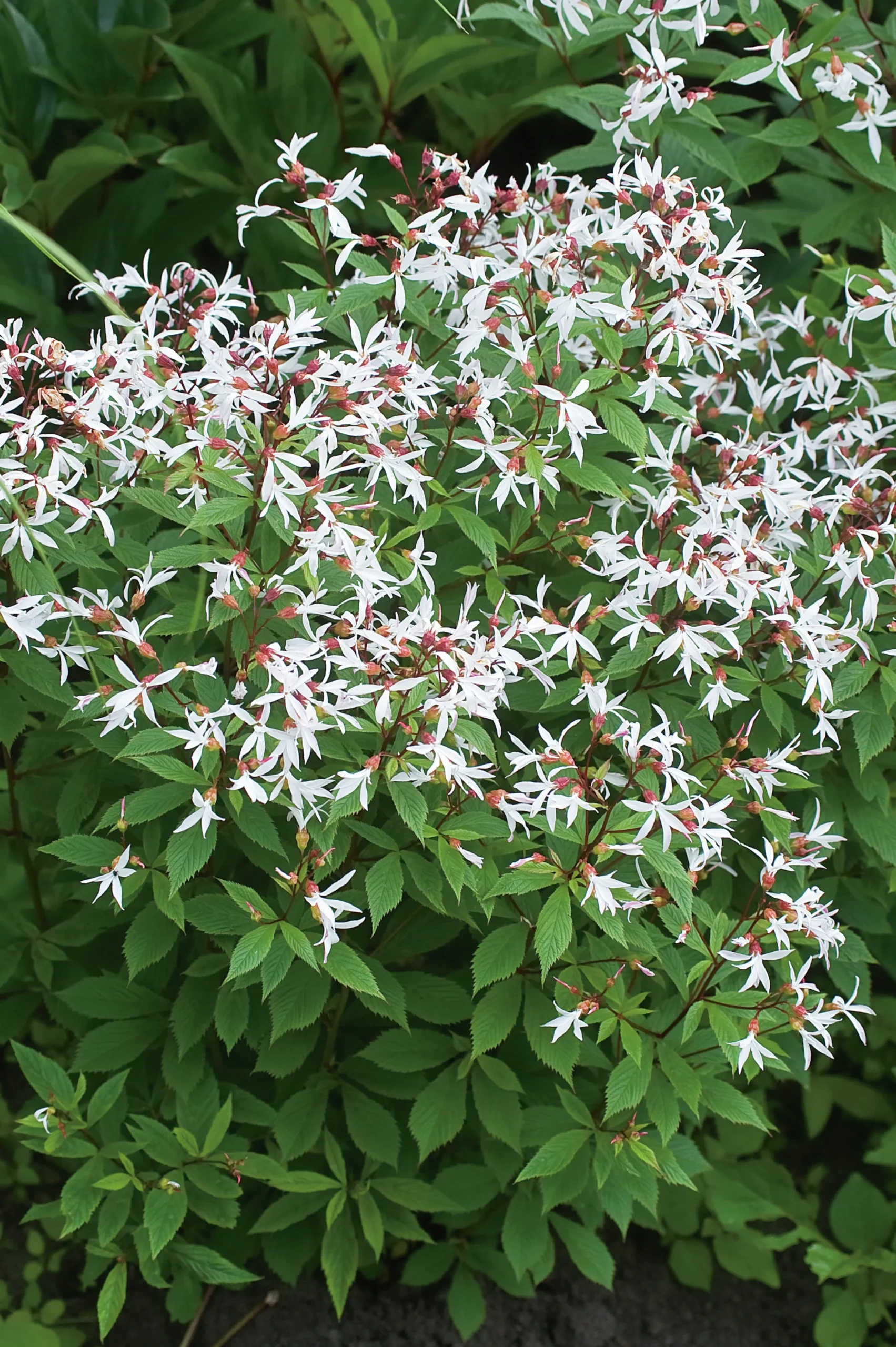Trebladsspira 'Gillenia' 2L