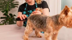 Trimmer Wahl Fileda Sladdlös