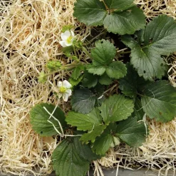 Träull Hasselfors för köksträdgården 850g