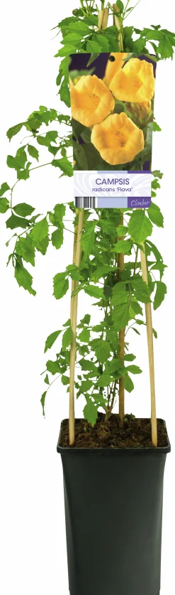 Trumpetranka 'Flava'
