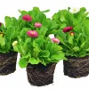 Tusensköna Bellis lat. Bellis perennis
