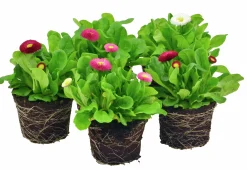 Tusensköna Bellis lat. Bellis perennis