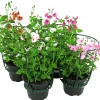 Tvillingsporre lat. Diascia barberae