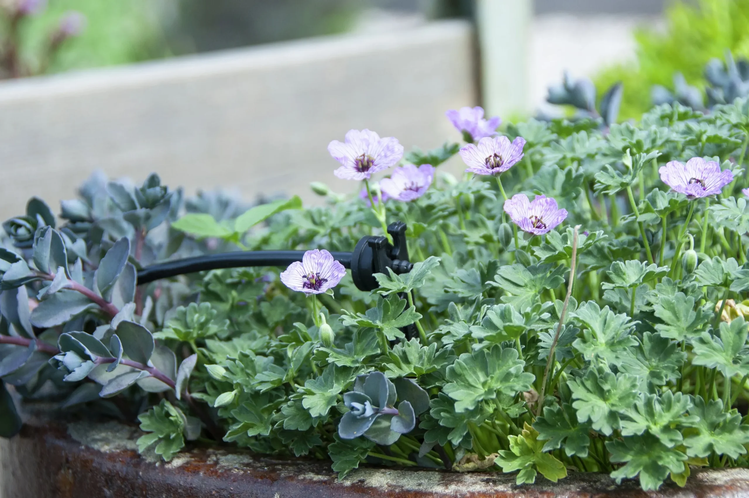 Utbyggnadsset till EcoAqua DripSystem