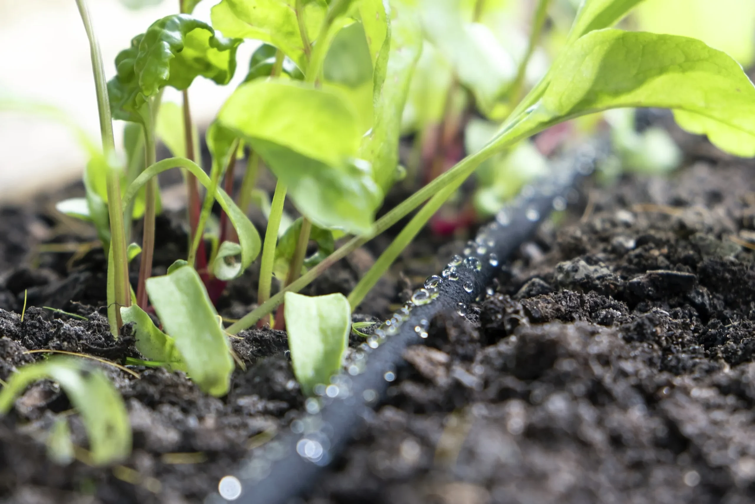 Utbyggnadsset till EcoAqua DripSystem