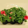 Utplanteringsväxter lat. Ageratum houstonianum Mix 6-p