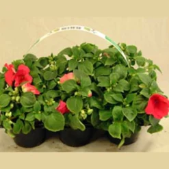 Utplanteringsväxter lat. Ageratum houstonianum Mix 6-p