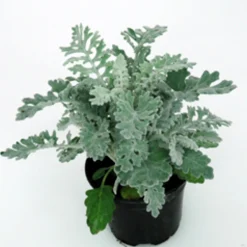 Utplanteringsväxter lat. Ageratum houstonianum Mix 6-p