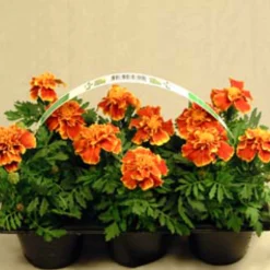 Utplanteringsväxter lat. Ageratum houstonianum Mix 6-p