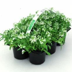 Utplanteringsväxter lat. Ageratum houstonianum Mix 6-p