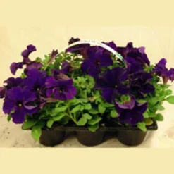 Utplanteringsväxter lat. Ageratum houstonianum Mix 6-p