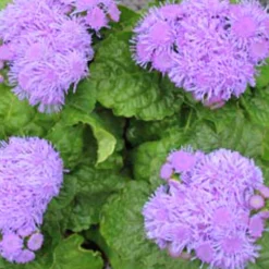 Utplanteringsväxter lat. Ageratum houstonianum Mix 6-p