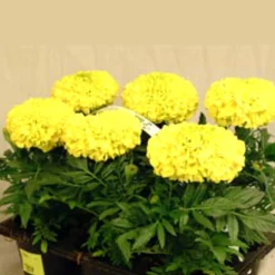 Utplanteringsväxter lat. Ageratum houstonianum Mix 6-p