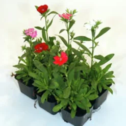 Utplanteringsväxter lat. Ageratum houstonianum Mix 6-p