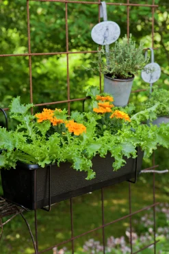 Utplanteringsväxter lat. Ageratum houstonianum Mix 6-p