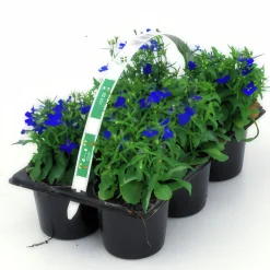 Utplanteringsväxter lat. Ageratum houstonianum Mix 6-p