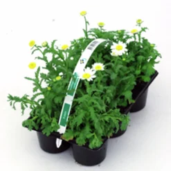 Utplanteringsväxter lat. Ageratum houstonianum Mix 6-p