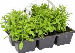 Utplanteringsväxter lat. Ageratum houstonianum Mix 6-p