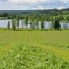 Vallfrö Lantmännen Apus Eko 11 bete/slåtter nöt 15kg