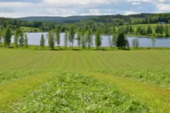 Vallfrö Lantmännen Apus Eko 11 bete/slåtter nöt 15kg